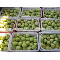 New Crop Shandong Pear from Origin